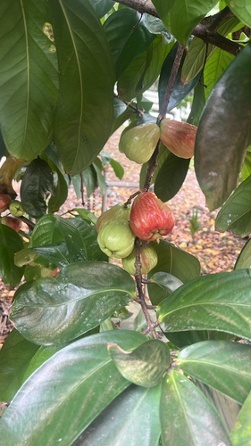 Syzygium malaccense observed 2026-05-10
