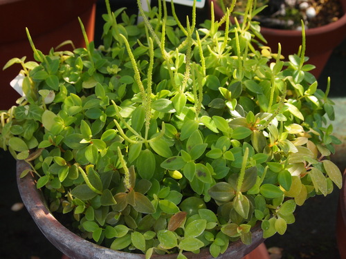 Peperomia boninsimensis iNat (2)