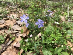 Phlox divaricata