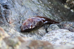 Tautogolabrus adspersus