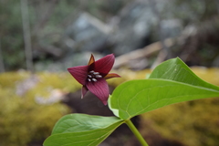 Trillium sulcatum