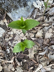 Spigelia marilandica