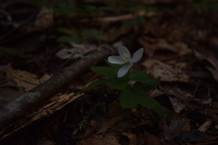 Anemonoides quinquefolia