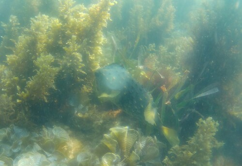 Dicotylichthys punctulatus