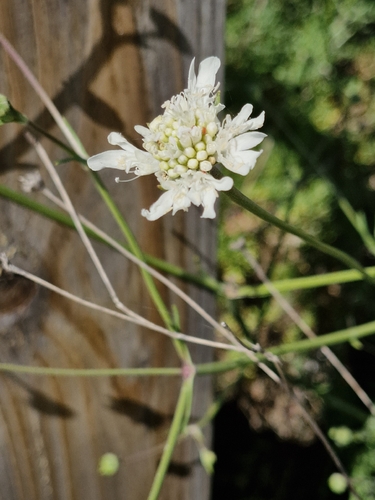 Pycnocomon rutifolium, photograph 3