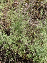 Pycnocomon rutifolium, photograph (c) ahabo, some rights reserved (CC BY)
