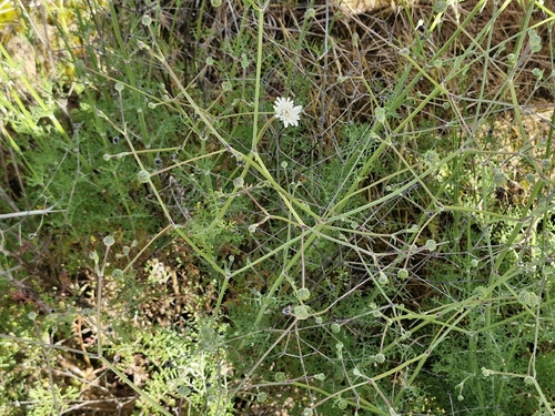Pycnocomon rutifolium, photograph 5