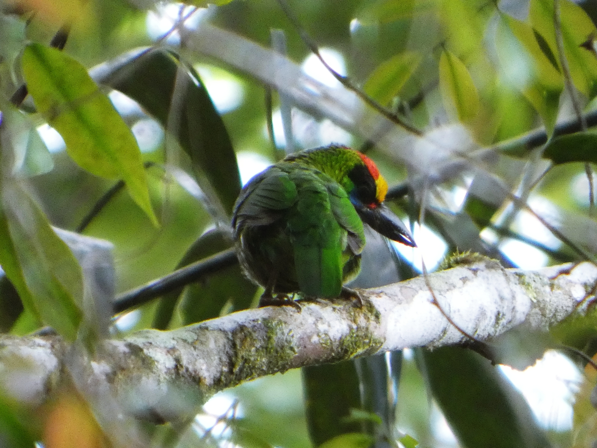 Red-throated Barbet (Psilopogon mystacophanos), photo 2