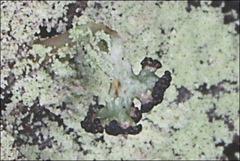 Cladia schizopora