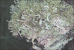 Cladonia rigida