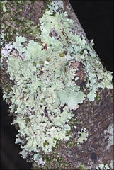 Flavoparmelia rutidota