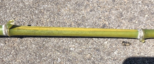 Phyllostachys aureosulcata