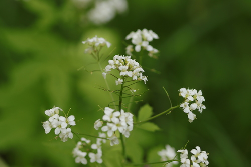 Cardamine leucantha observed 2026-05-12