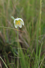 Fritillaria liliacea