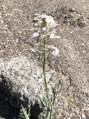 Dimorphocarpa wislizeni