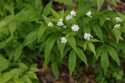 Cardamine leucantha observed 2026-05-12