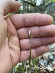 Melica mutica