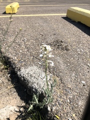 Dimorphocarpa wislizeni