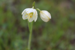 Fritillaria liliacea