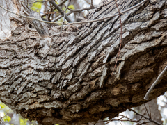 Populus deltoides deltoides