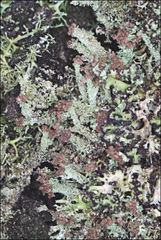 Cladonia rigida