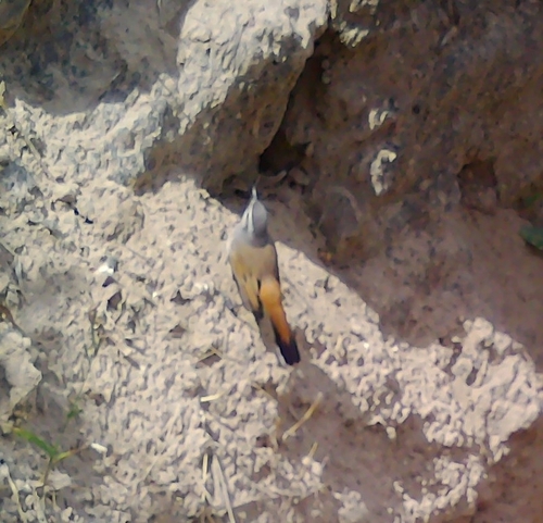 Kalahari Scrub-Robin