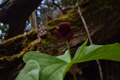 Trillium sulcatum