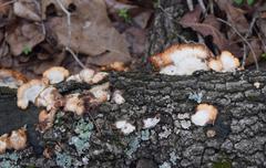 Fungi