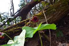 Trillium sulcatum