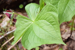 Trillium sulcatum