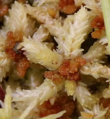 Sphagnum magellanicum