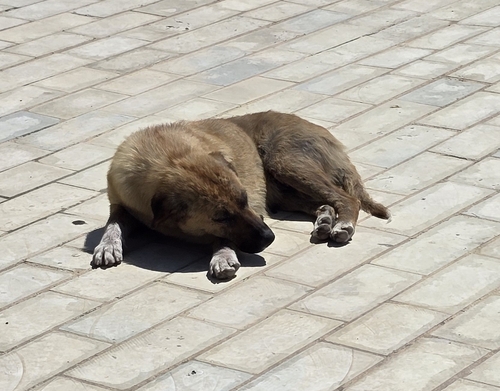 Domestic Dog observed by marselmersinaj