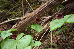 Trillium sulcatum