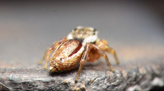 Pelegrina pervaga
