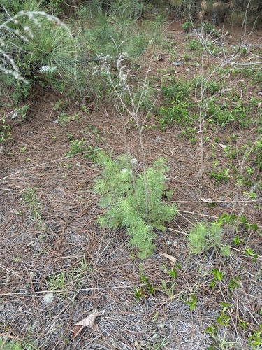 Eupatorium compositifolium, photograph 6