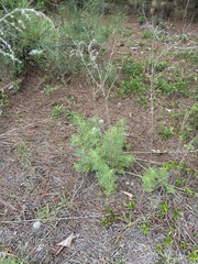 Eupatorium compositifolium, photograph author not stated, no rights reserved