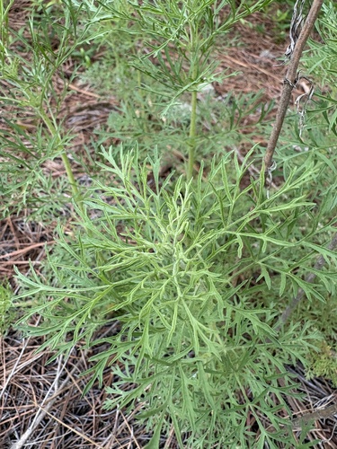 Eupatorium compositifolium, photograph 5