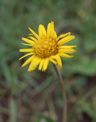 Haplocarpha scaposa