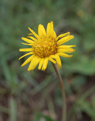 Haplocarpha scaposa