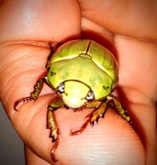 Pelidnota prasina