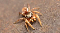 Pelegrina pervaga