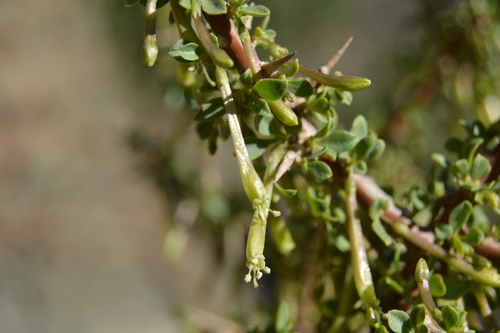 Lycium fuscum