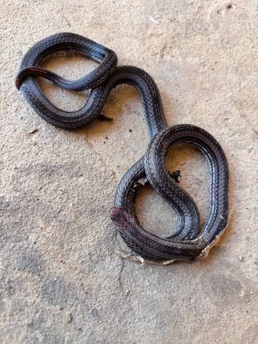 Calliophis nigrotaeniatus
