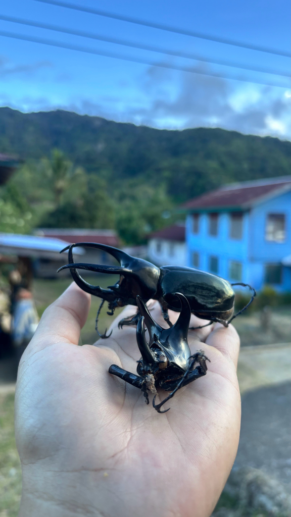Bornean Three-Horned Beetle (Chalcosoma moellenkampi)
