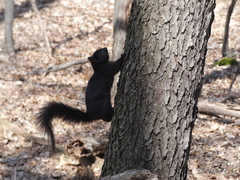Sciurus carolinensis
