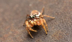 Pelegrina pervaga