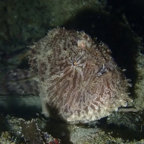 Antennarius striatus
