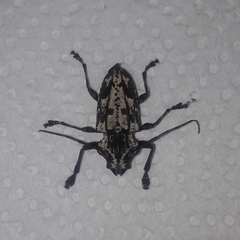 Steirastoma marmoratum