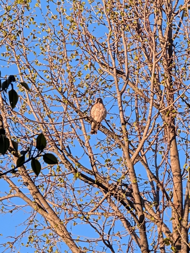 Cooper's Hawk observed by letmepickausername