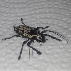 Steirastoma marmoratum